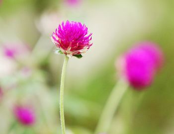 Close-up of pink flowers