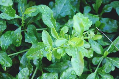 Close-up of water drops on leaves