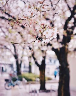 Close-up of cherry blossoms