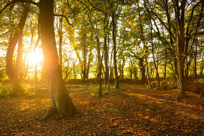 Trees in forest