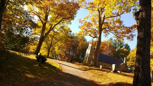 Fallen leaves on road