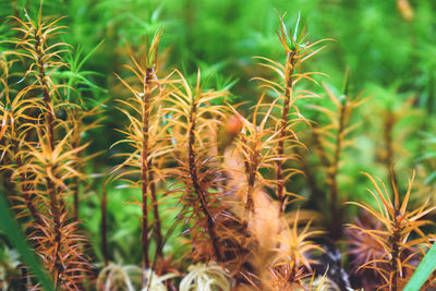 Close-up of crops on field