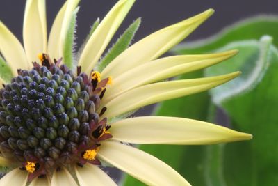 Close-up of yellow flowering plant