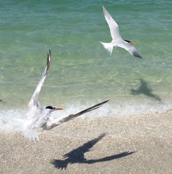 Seagull flying over water