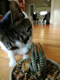 Close-up of cat at home