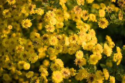 Close-up of yellow flowering plants on field