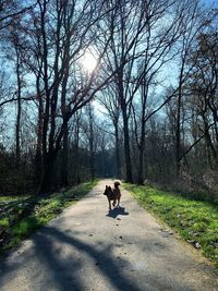 Dog on road amidst trees