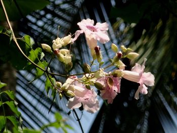 Close-up of pink flowers