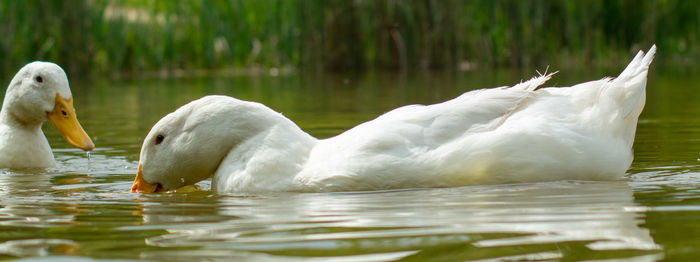 Swans swimming in lake