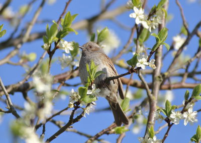 Low angle view of a bird perching on flower tree