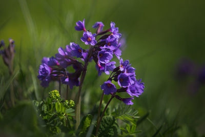 Close-up of purple crocus flowers on field. purple flower.