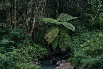 Scenic view of waterfall in forest