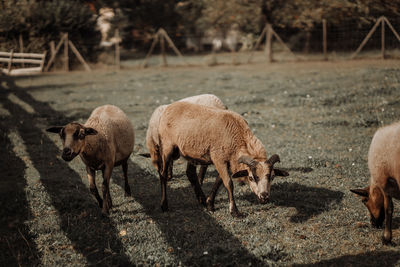 Sheep grazing in a field