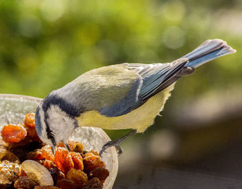 Close-up of bird eating food