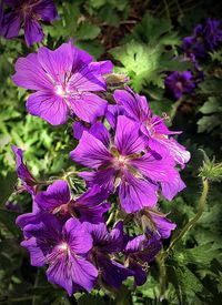 Close-up of purple flowers