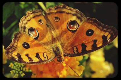 Close-up of butterfly on yellow flower