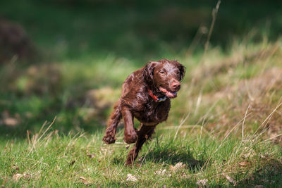 Dog running on land