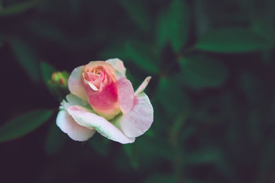 Close-up of white rose