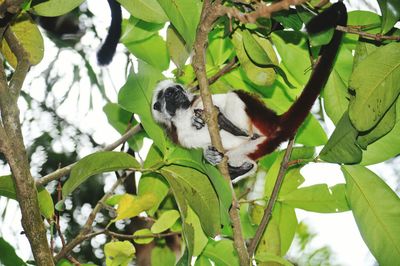 Low angle view of bird perching on branch