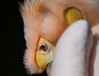 Close-up of a bird