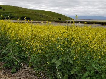 Scenic view of oilseed rape field against sky