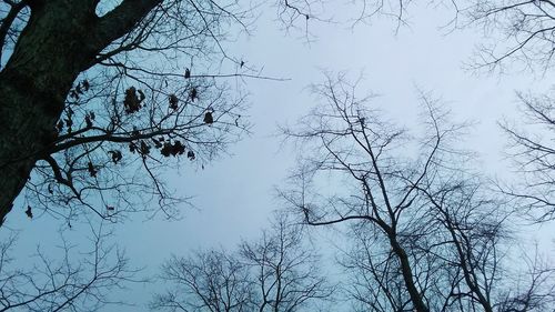 Low angle view of bird on tree against sky