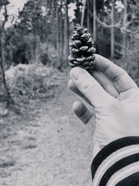 Close-up of hand holding pine cone in forest