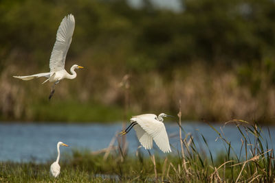 View of birds flying over land