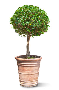 Close-up of small potted plant against white background