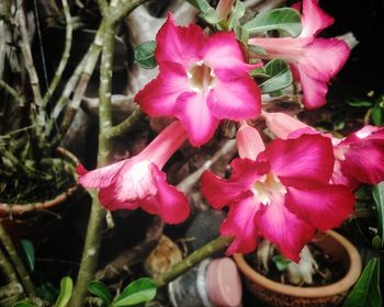 Close-up of pink flowers blooming outdoors