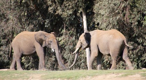 Elephant standing in a park