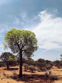 Tree on field against sky