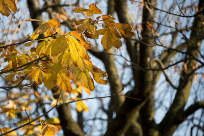 Low angle view of maple tree during autumn