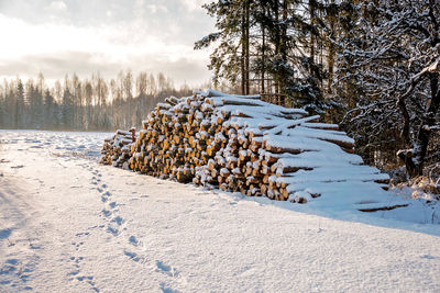 Snow covered field by trees in forest during winter