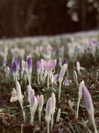 Close-up of purple crocus flowers on field