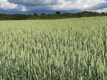 Crops growing on field against sky