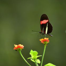 Close-up of butterfly on plant