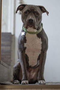 American pitbull puppy is sitting on a step while she watches you