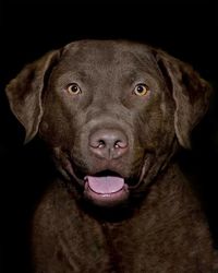 Close-up portrait of dog over black background