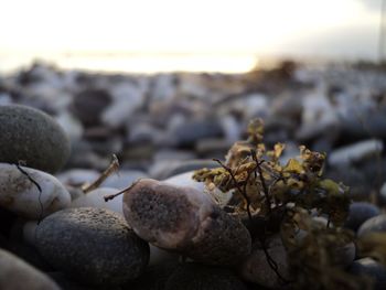 Close-up of seashells on rock