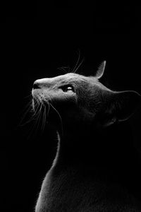 Close-up of cat against black background