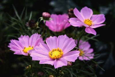 Close-up of pink flowering plants
