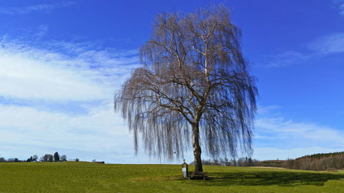 Bare tree on field against sky