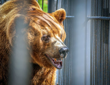 Head of an east siberian brown bear in the cage. keeping animals in captivity