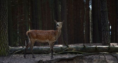 Portrait of deer standing in forest
