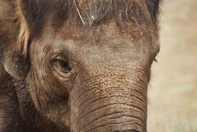 Close-up of elephant