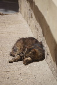 Cat sleeping