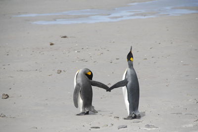 Penguins standing on beach