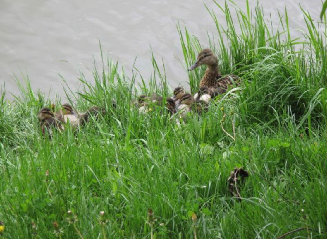 DUCK IN A GRASS