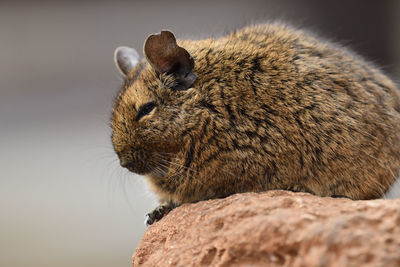 Close up of a common degu sitting on a rock